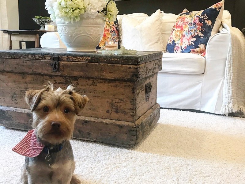 Small dog sitting on a white area rug in a living room